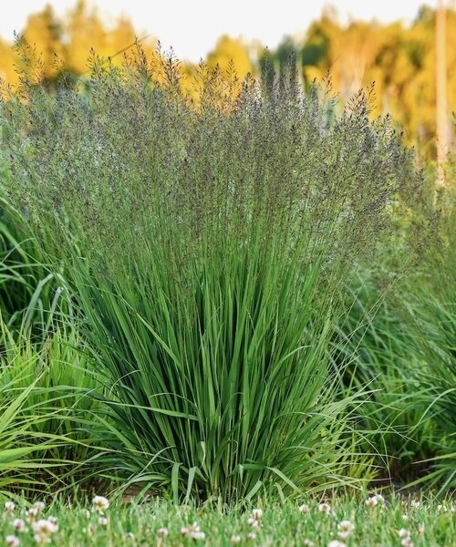 Molinia Banshee