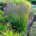 Molinia Banshee