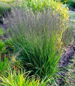 Molinia Banshee