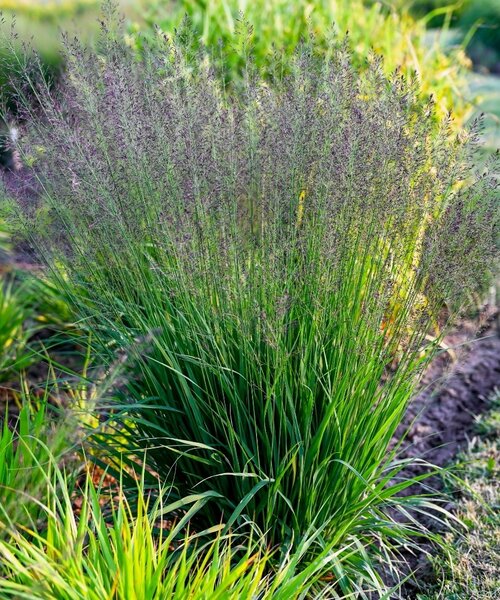 Molinia Banshee