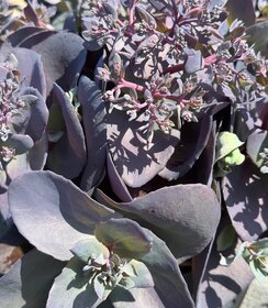 Sedum Mojave Jewels Sapphire