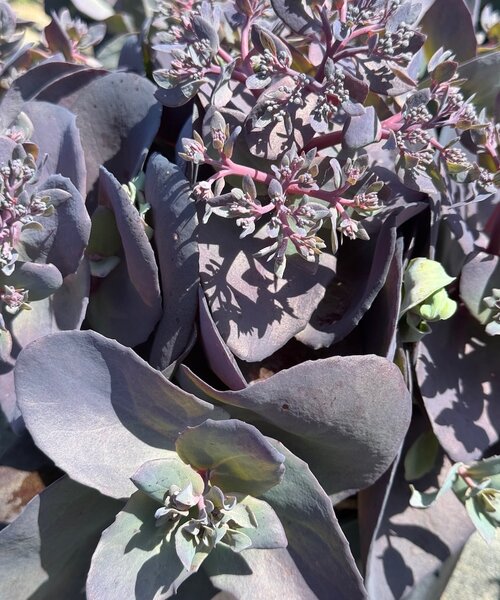 Sedum Mojave Jewels Sapphire