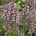 Acanthus White Lips