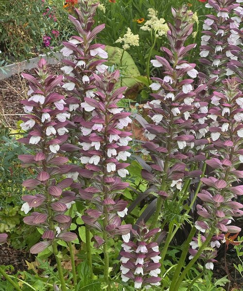 Acanthus White Lips