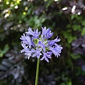 Agapanthus Charlotte