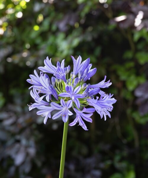 Agapanthus Charlotte