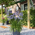 Agapanthus Charlotte