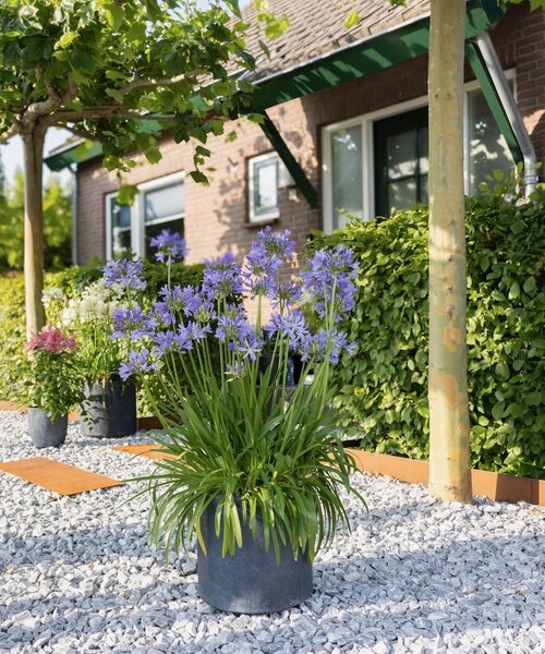 Agapanthus Charlotte