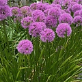 Allium Millenium