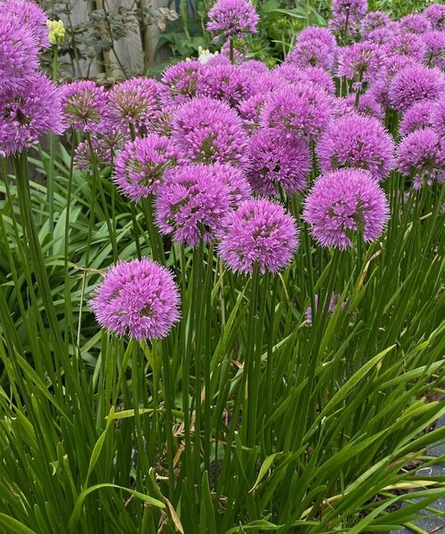 Allium Millenium