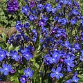 Anchusa Feltham Pride
