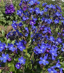 Anchusa Feltham Pride