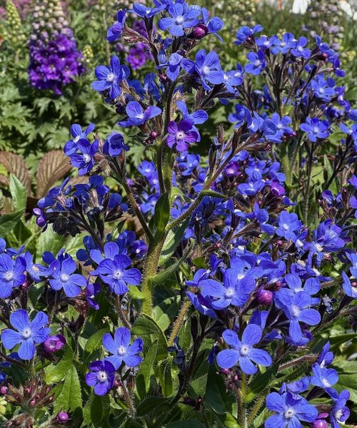 Anchusa Feltham Pride