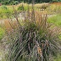 Andropogon Blackhawks