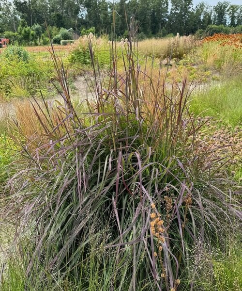 Andropogon Blackhawks
