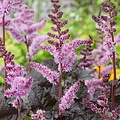 Astilbe Darkside of the Moon