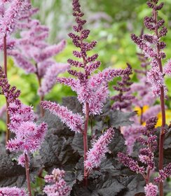 Astilbe Darkside of the Moon