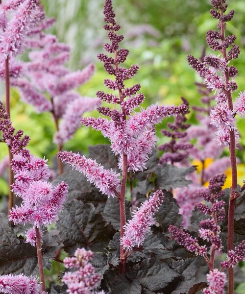 Astilbe Darkside of the Moon