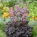 Astilbe Darkside of the Moon