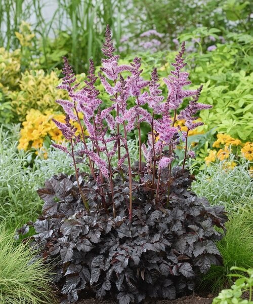 Astilbe Darkside of the Moon