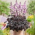 Astilbe Darkside of the Moon