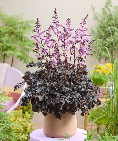 Astilbe Darkside of the Moon
