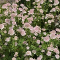 Astrantia Buckland