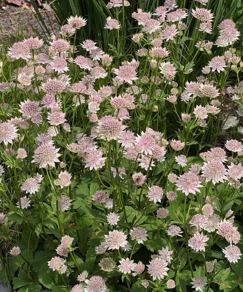 Astrantia Buckland