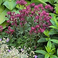 Astrantia Claret
