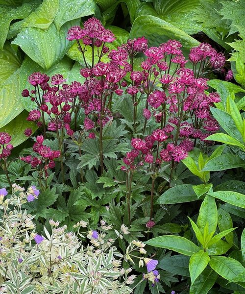 Astrantia Claret