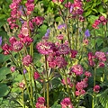Astrantia Star of Astrantia Star of Beauty