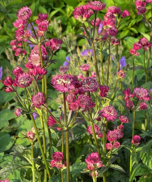Astrantia Star of Astrantia Star of Beauty