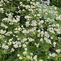 Astrantia Star of Astrantia Star of Billion