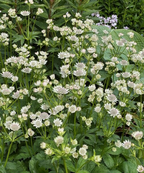 Astrantia Star of Astrantia Star of Billion
