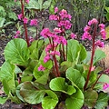 Bergenia Bressingham Ruby