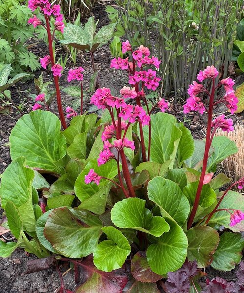 Bergenia Bressingham Ruby