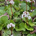 Bergenia Jelle