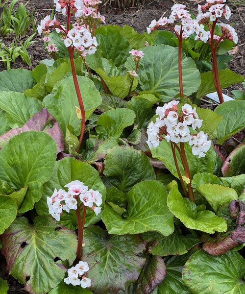 Bergenia Jelle