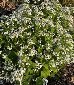 Brunnera Betty Bowring