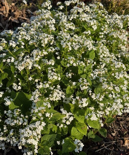 Brunnera Betty Bowring