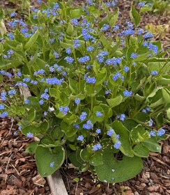 Brunnera macrophylla