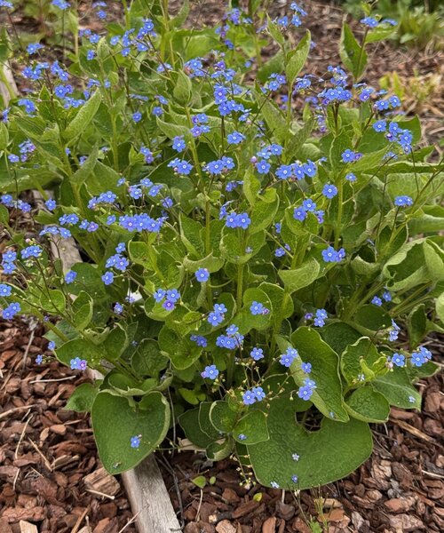 Brunnera macrophylla