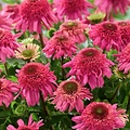 Echinacea Delicious Strawberry