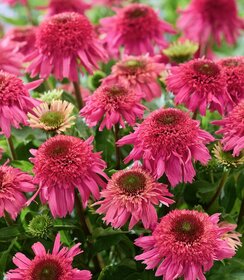 Echinacea Delicious Strawberry