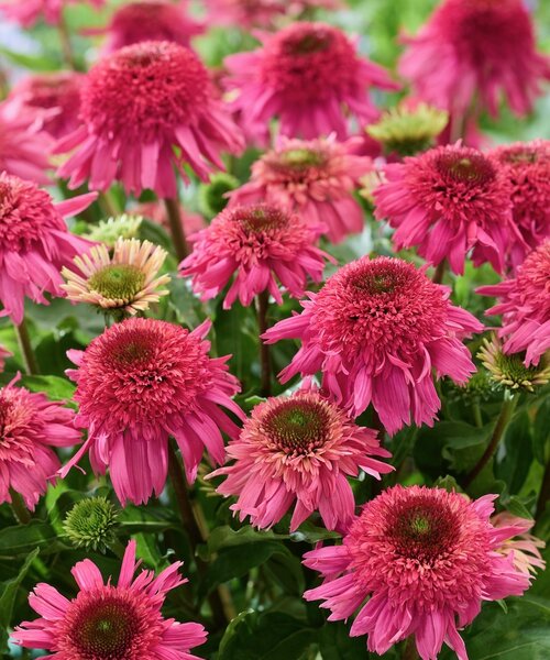 Echinacea Delicious Strawberry