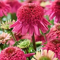 Echinacea Delicious Strawberry