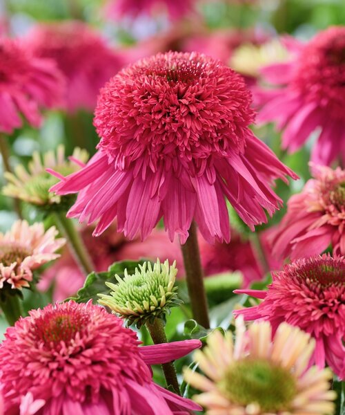Echinacea Delicious Strawberry