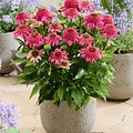 Echinacea Delicious Strawberry