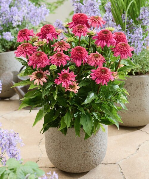 Echinacea Delicious Strawberry