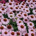 Echinacea SunSeekers Echinacea SunSeekers Blush